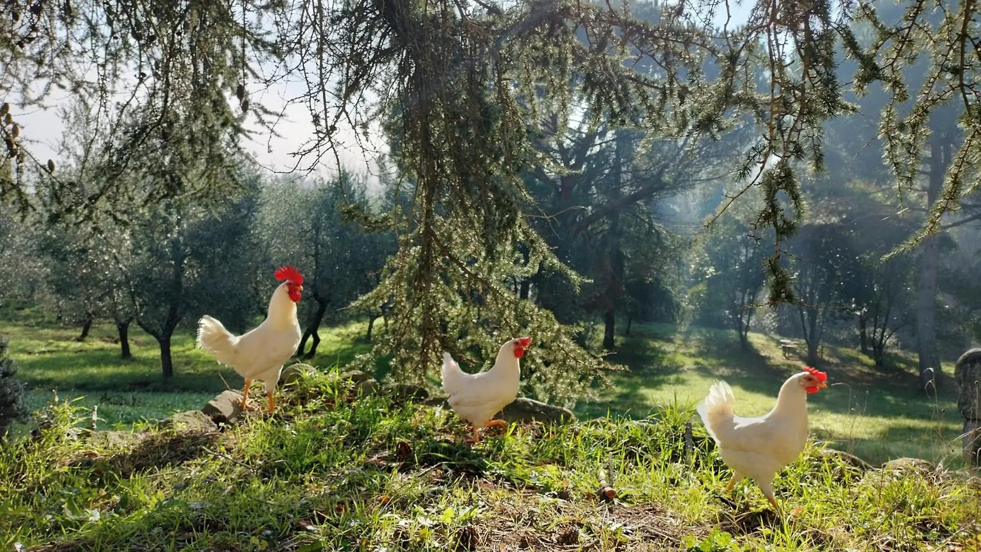 Farm stay Podere Delle Arti Villa Figline Valdarno Italy