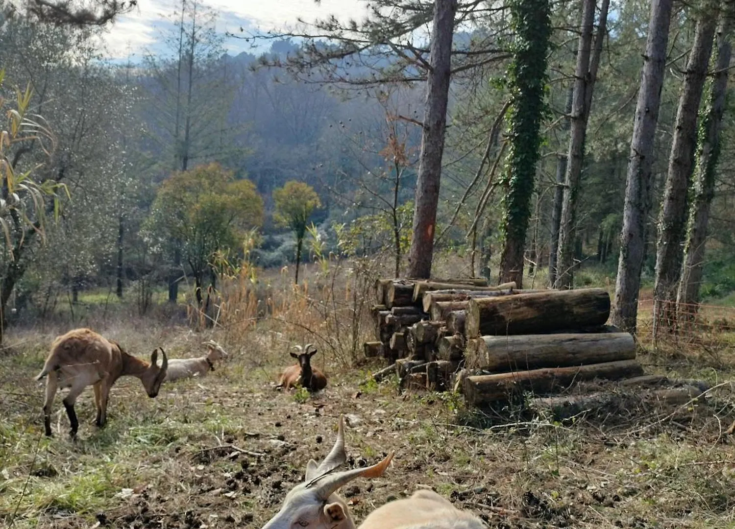 Farma Vila Podere Delle Arti Figline Valdarno Itálie
